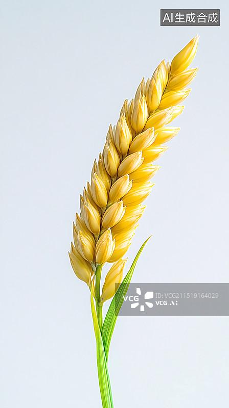 【AI数字艺术】小满节气麦穗生长谷物丰收农业场景卡通插画图片素材