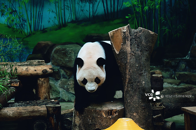 春生大熊猫图片素材