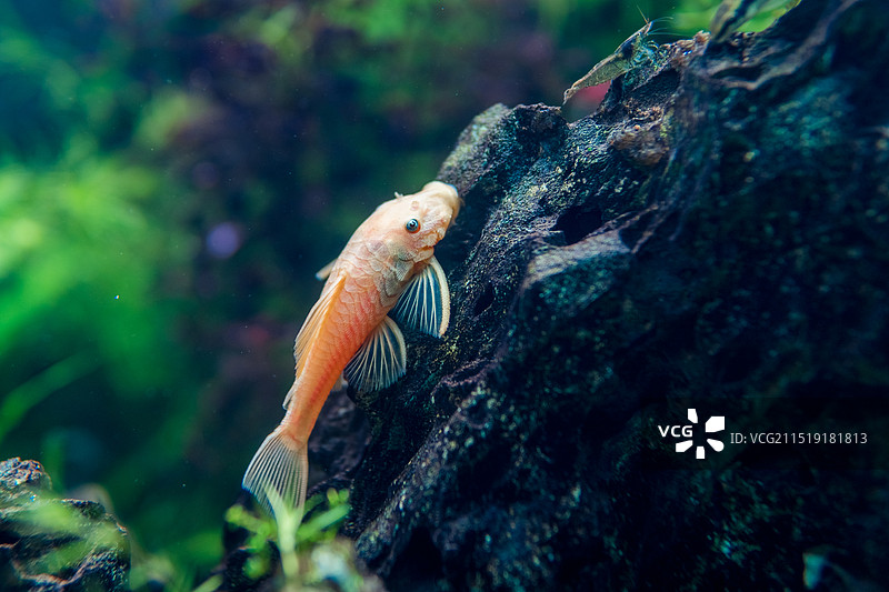 水族馆鱼缸里的鱼儿图片素材