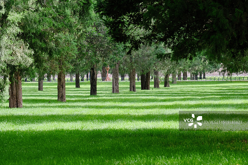北京天坛公园整齐排列的树图片素材