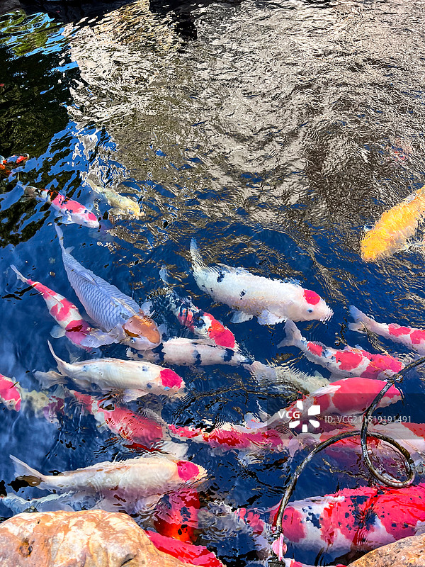 锦鲤金鱼 喜庆图片素材