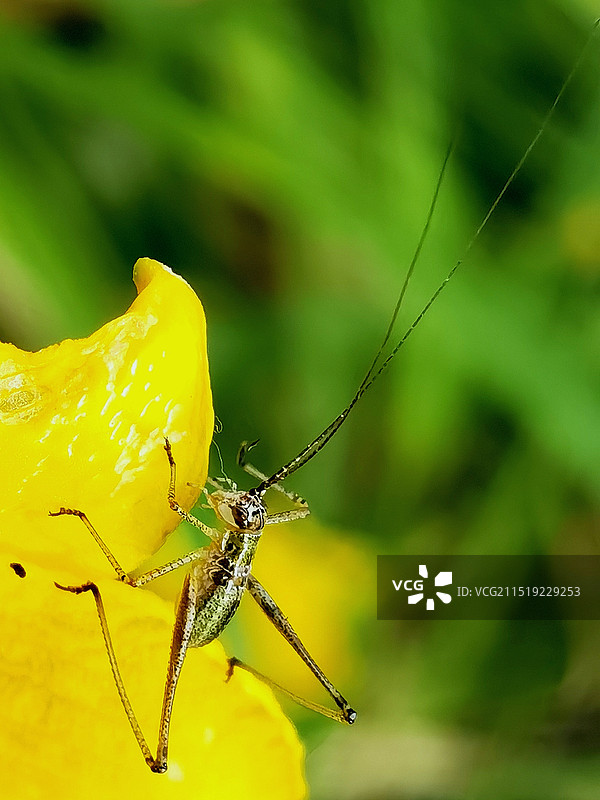 黄花上的小螽斯图片素材