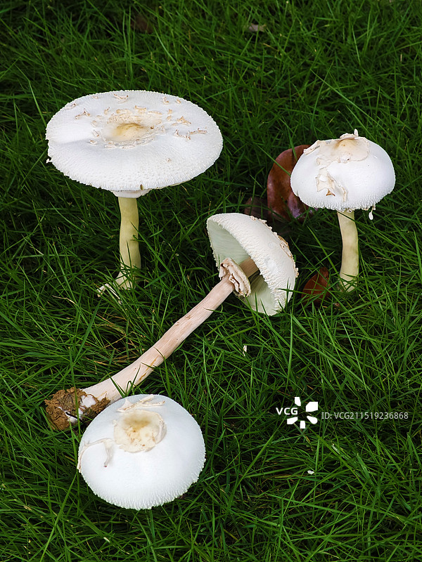 长柄大环柄菇图片素材