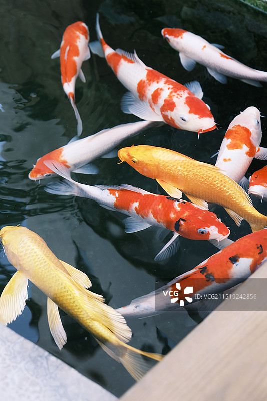 锦鲤鱼图片素材