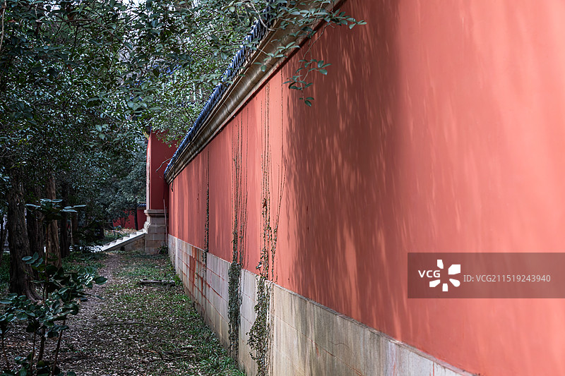 南京灵谷寺-玉兰花开图片素材