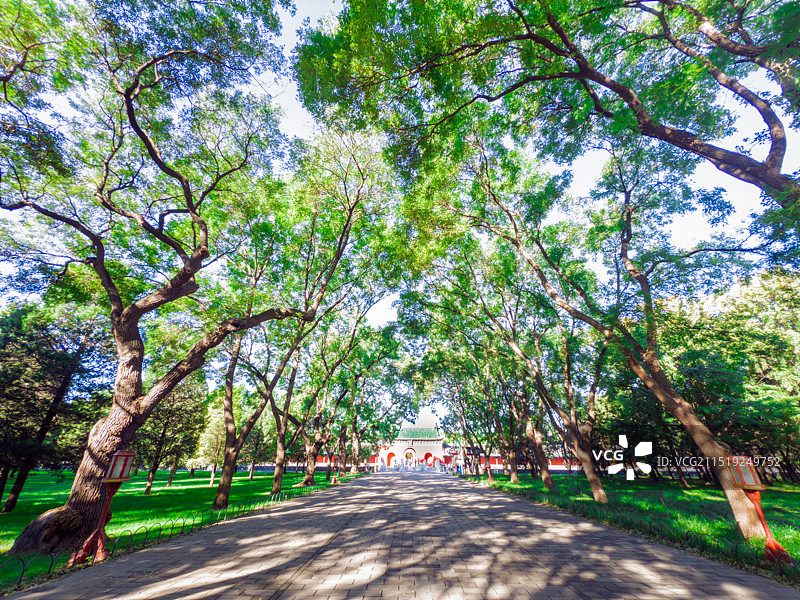 秋分清晨日出时刻，北京天坛公园斋宫东门及林间小道，古树拱卫在道路两旁图片素材