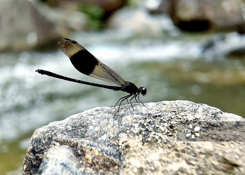 溪边岩石上的色蟌图片素材