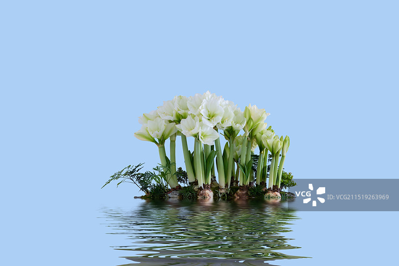 花卉特写，水边的一丛朱顶红图片素材