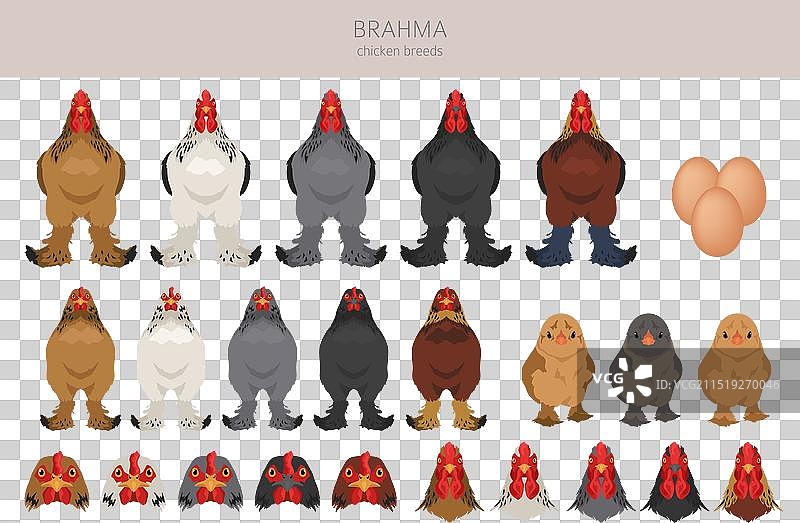 婆罗门鸡品种家禽和农场剪贴画图片素材