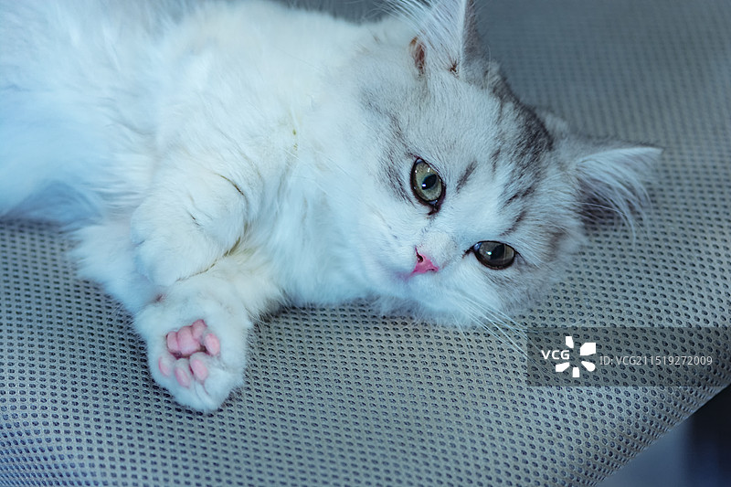 猫躺在椅上的特写镜头图片素材