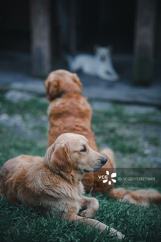 金毛 小狗 宠物图片素材