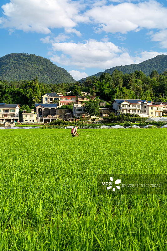 贵州遵义贡米村乡村风光图片素材