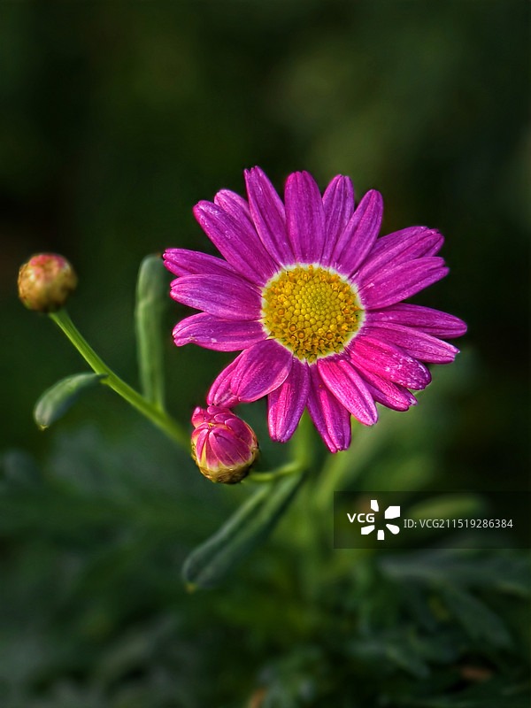 小雏菊图片素材