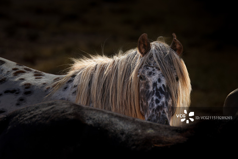 马的魅力图片素材