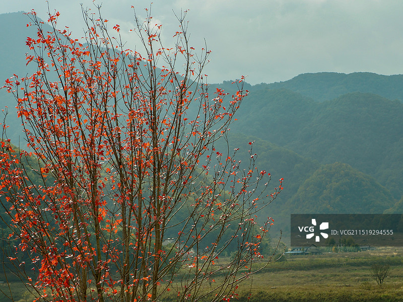 神农架大九湖的红枫图片素材
