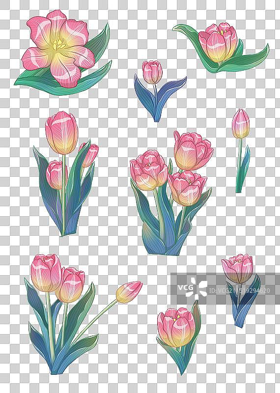 不同盛开的金粉郁金香图片素材