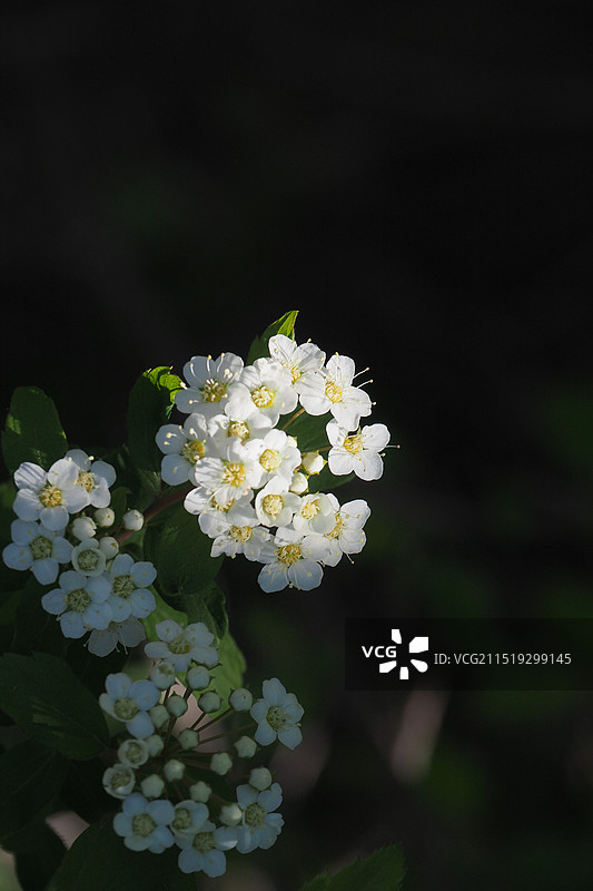 几簇小花图片素材