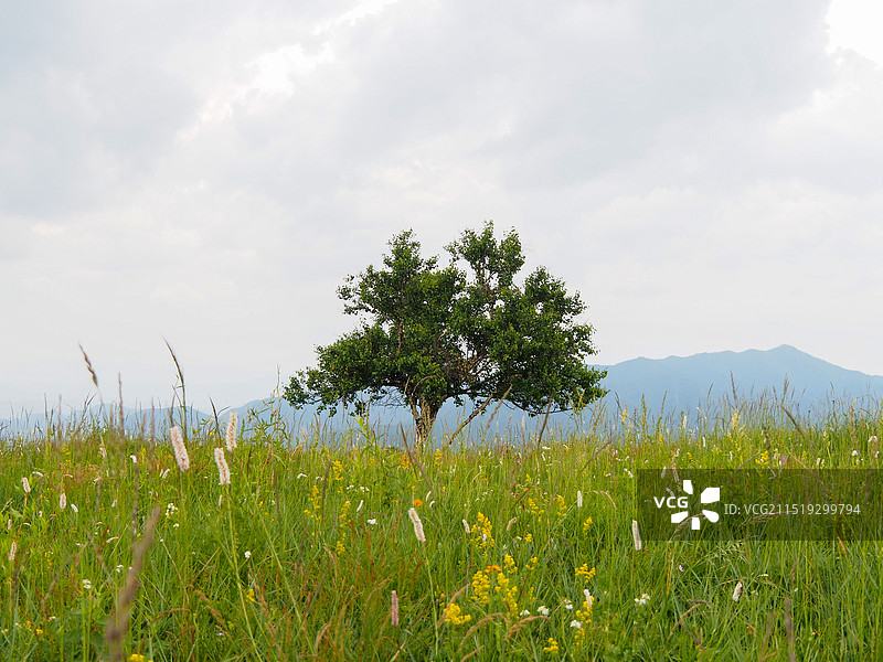 高山孤树图片素材