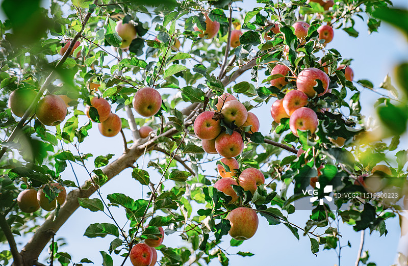 阿克苏苹果图片素材