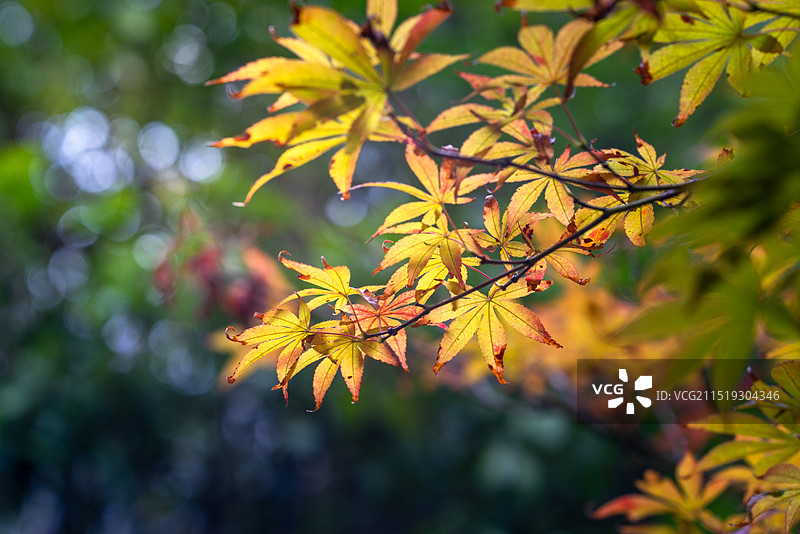 秋天黄叶枫叶图片素材