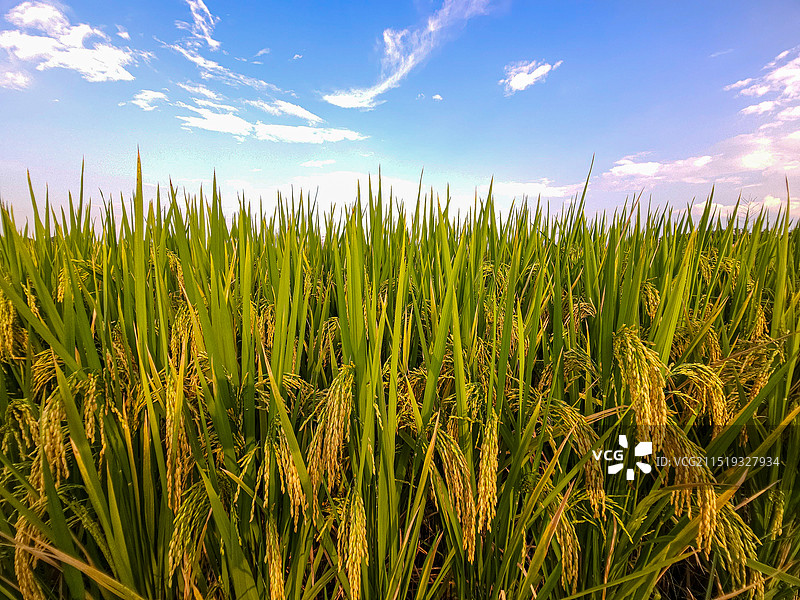 水稻飘香广汉市国家现代农业产业园丰收水稻。图片素材