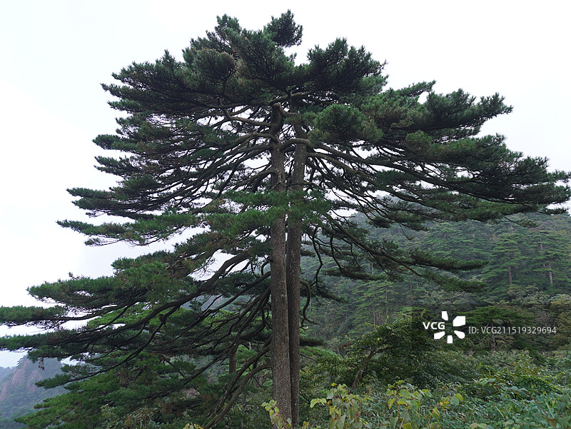 安徽黄山连理松奇观图片素材
