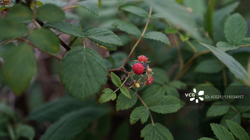 树上生长的红浆果特写镜头图片素材