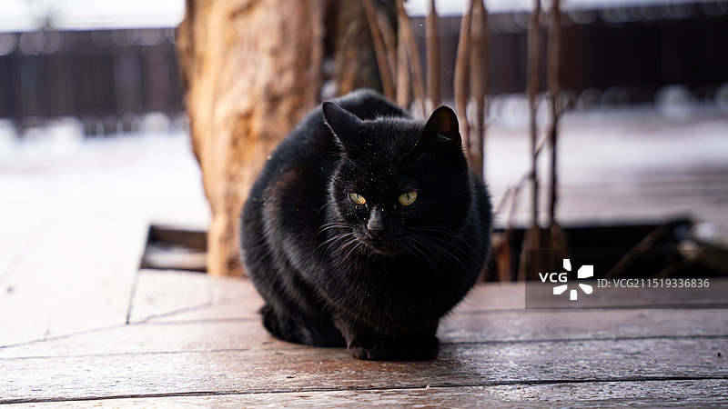 武功山上的黑猫图片素材