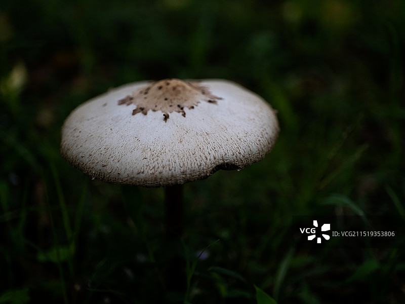 初秋生长旺盛的半毛盖丝膜菌图片素材