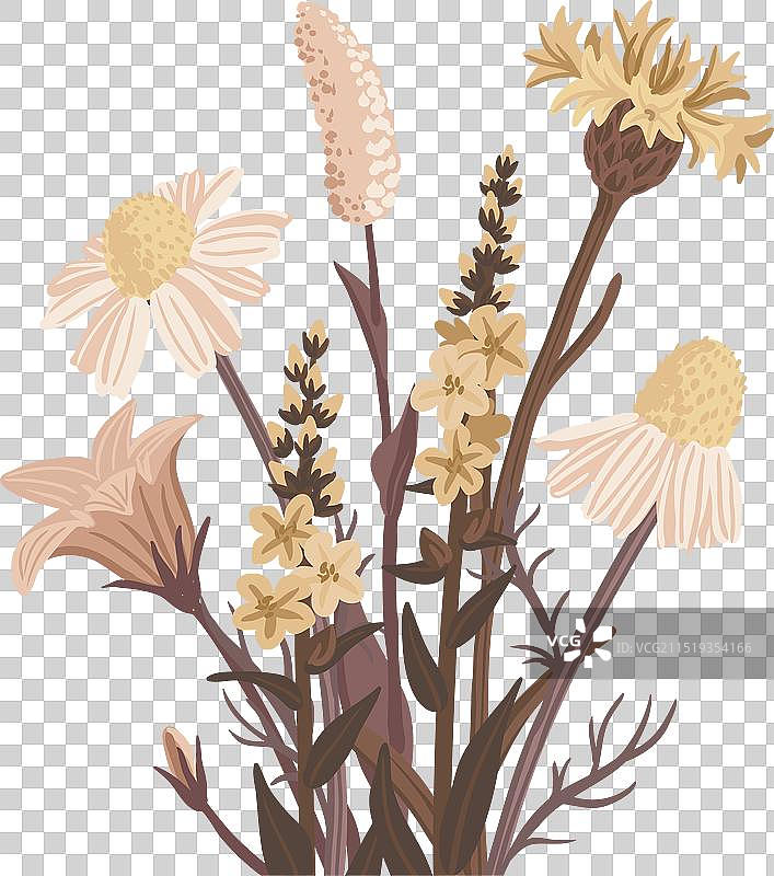 野生花卉绘画图片素材