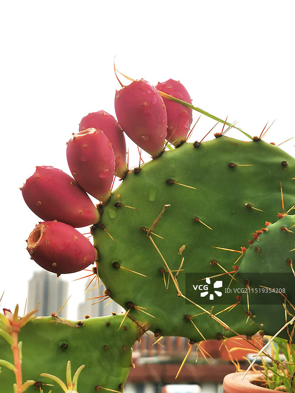 白色背景下仙人掌特写镜头图片素材