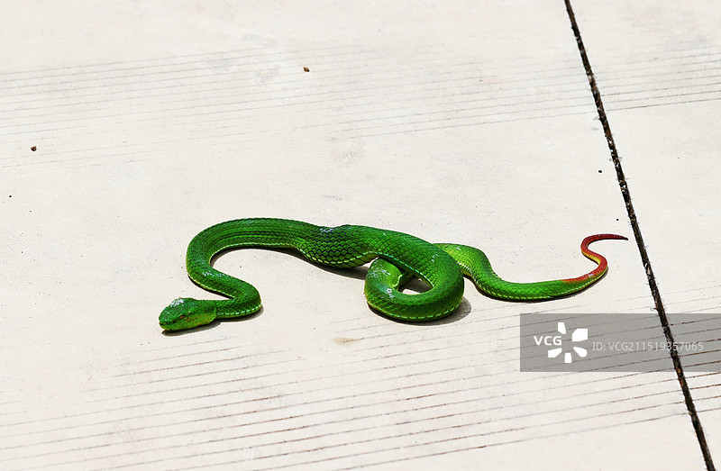 蛇的高角度视图图片素材