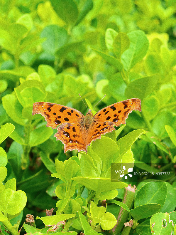 植物上蝴蝶特写镜头图片素材