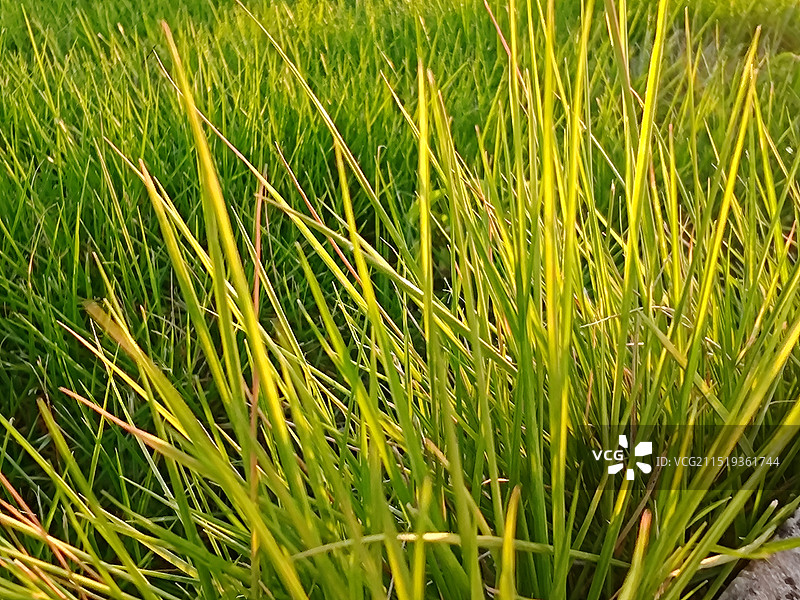 初秋晨曦光里的草图片素材