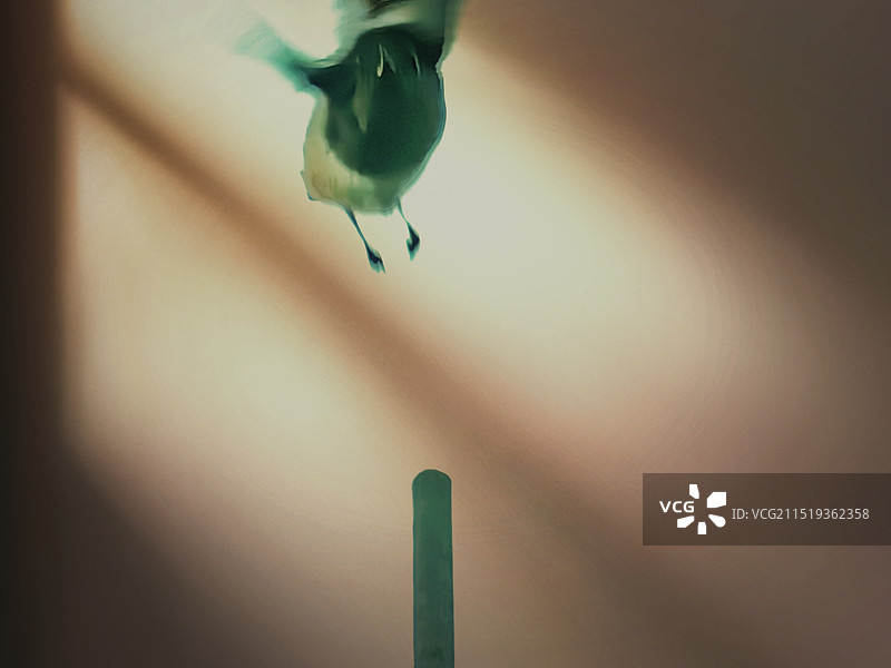 飞鸟特写图片素材