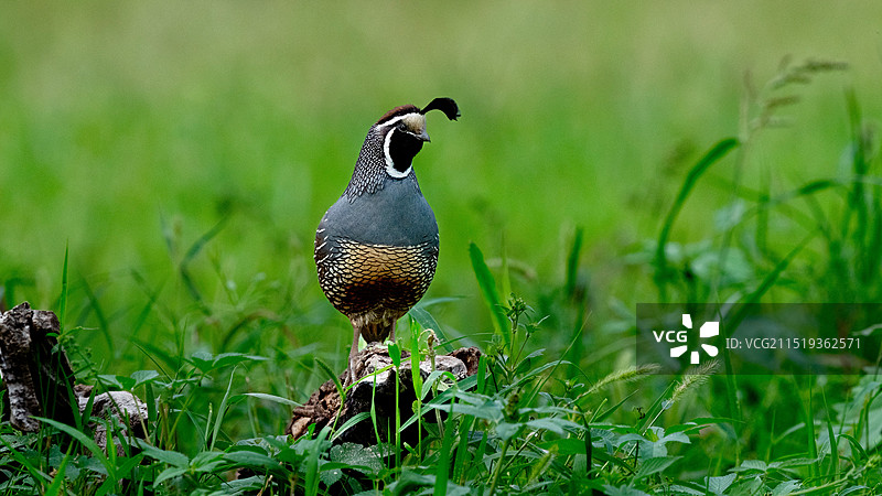 鸟栖息在植物上的特写镜头图片素材