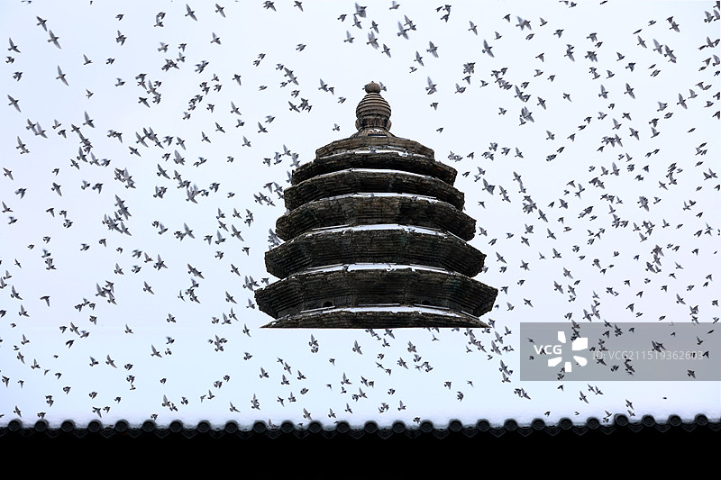 百鸟归巢图片素材