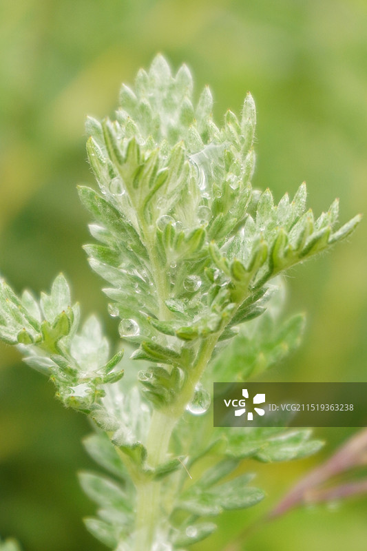 白莲蒿图片素材