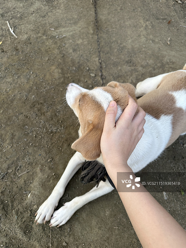 不规则手喂狗图片素材