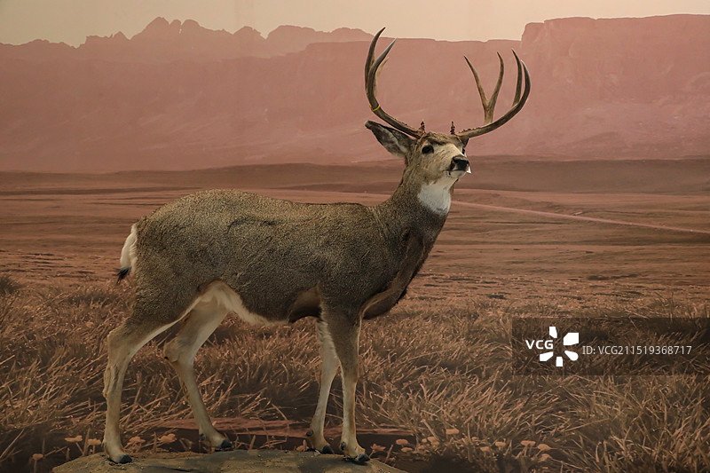 山西自然博物馆的动物标本图片素材