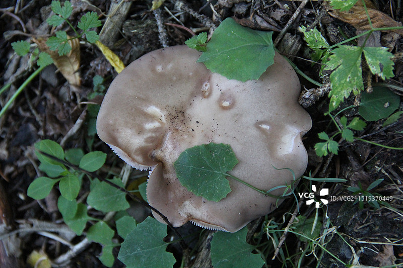 野蘑菇图片素材