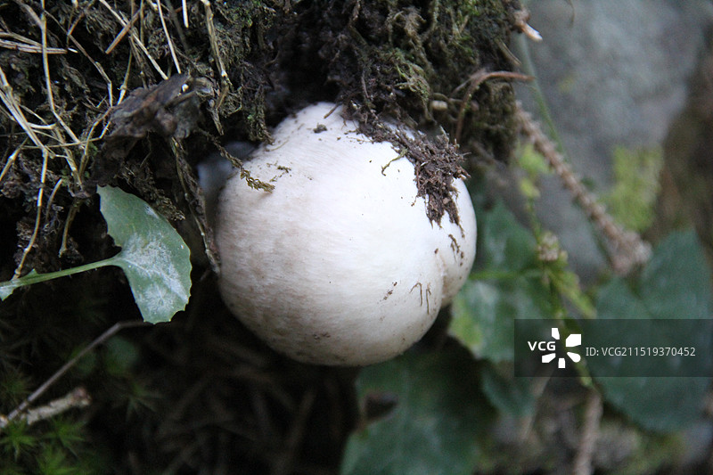 野蘑菇图片素材