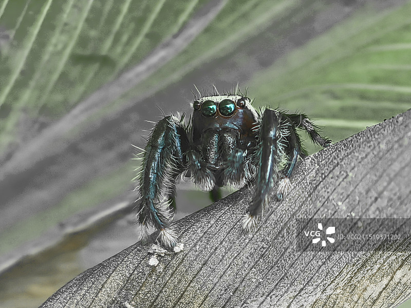 叶上蜘蛛特写镜头图片素材