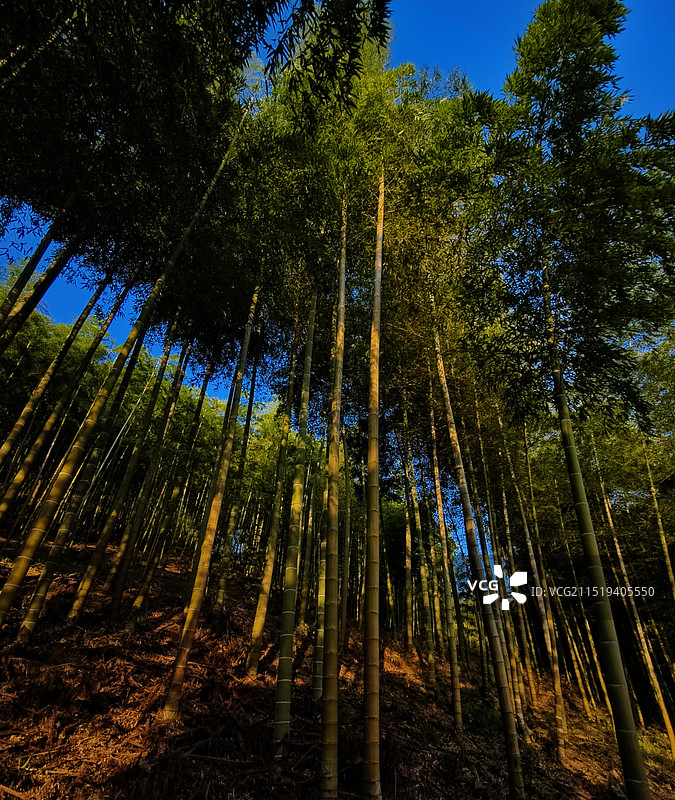 夕阳万丈光，入竹万杆斜图片素材