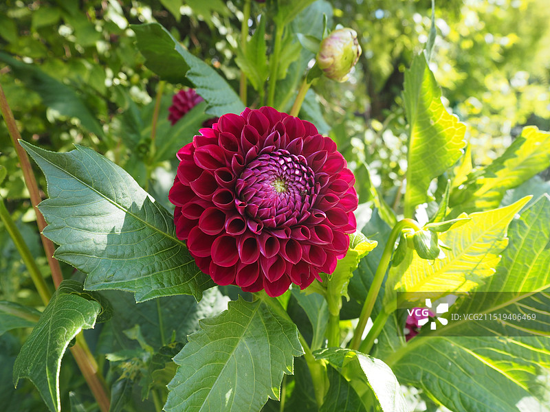 大丽花图片素材