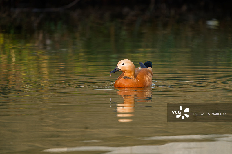 赤麻鸭图片素材
