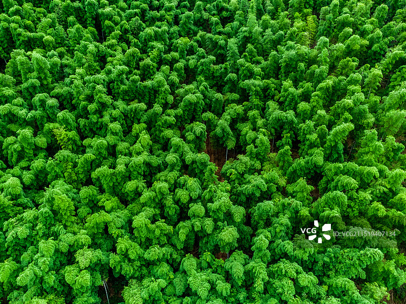 南山竹海图片素材