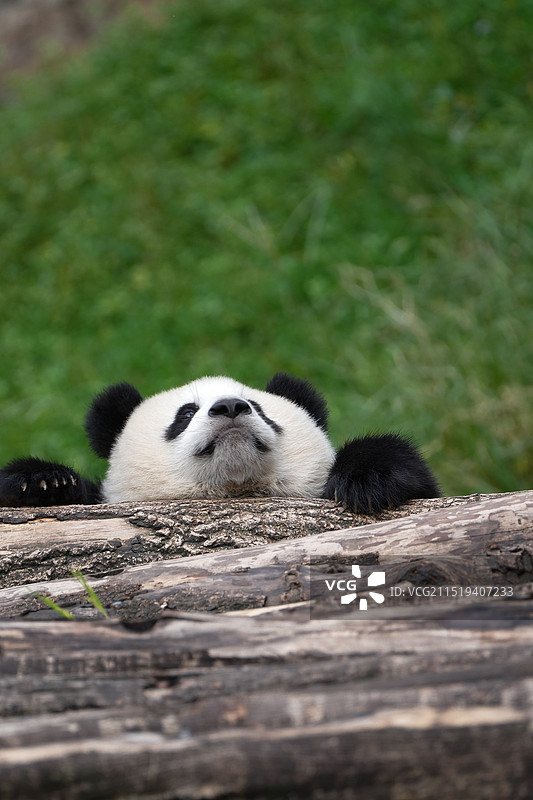 熊猫中心 大熊猫潘旺幼崽图片素材
