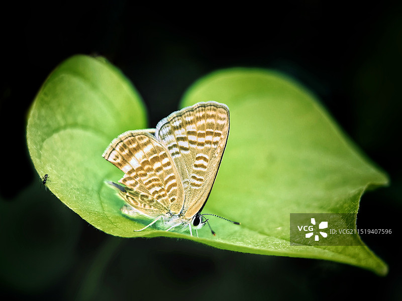 蝴蝶在叶子上的特写镜头图片素材