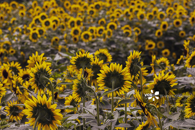 向日葵图片素材